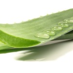 Aloe Vera Blätter mit Wassertropfen